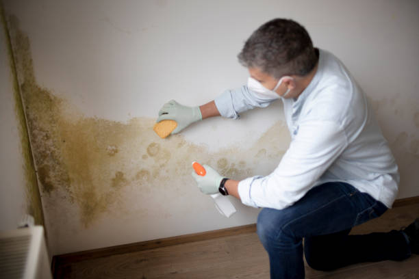 Best Mold Remediation for Healthcare Facilities  in Van, TX